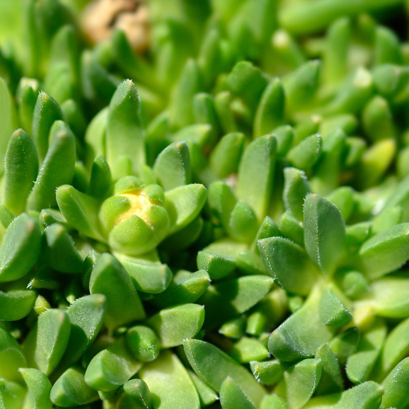 Piikkipäiviki - Delosperma deschampsii (Lehvistö)