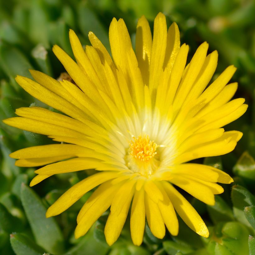 Piikkipäiviki - Delosperma deschampsii (Kukinta)