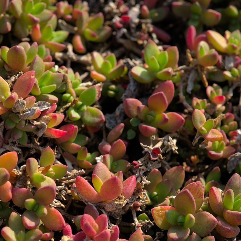 Piikkipäivikki - Delosperma lineare (Lehvistö)