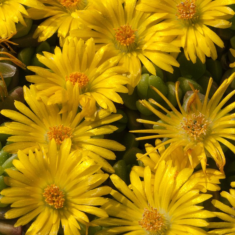 Piikkipäivikki - Delosperma lineare (Kukinta)