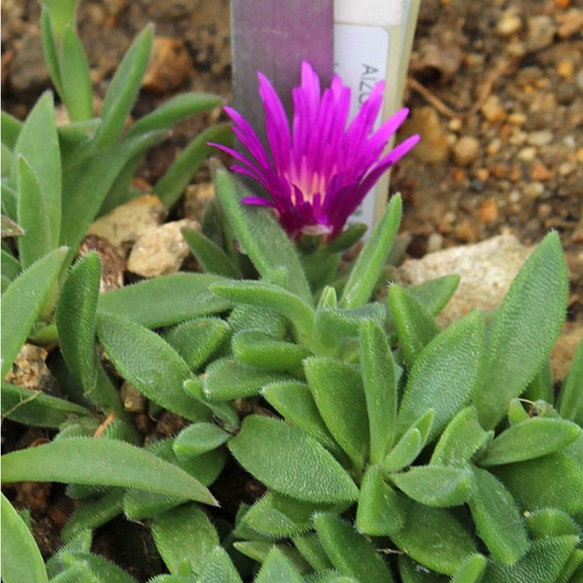Punapiikkipäivikki - Delosperma sutherlandii (Lehvistö)