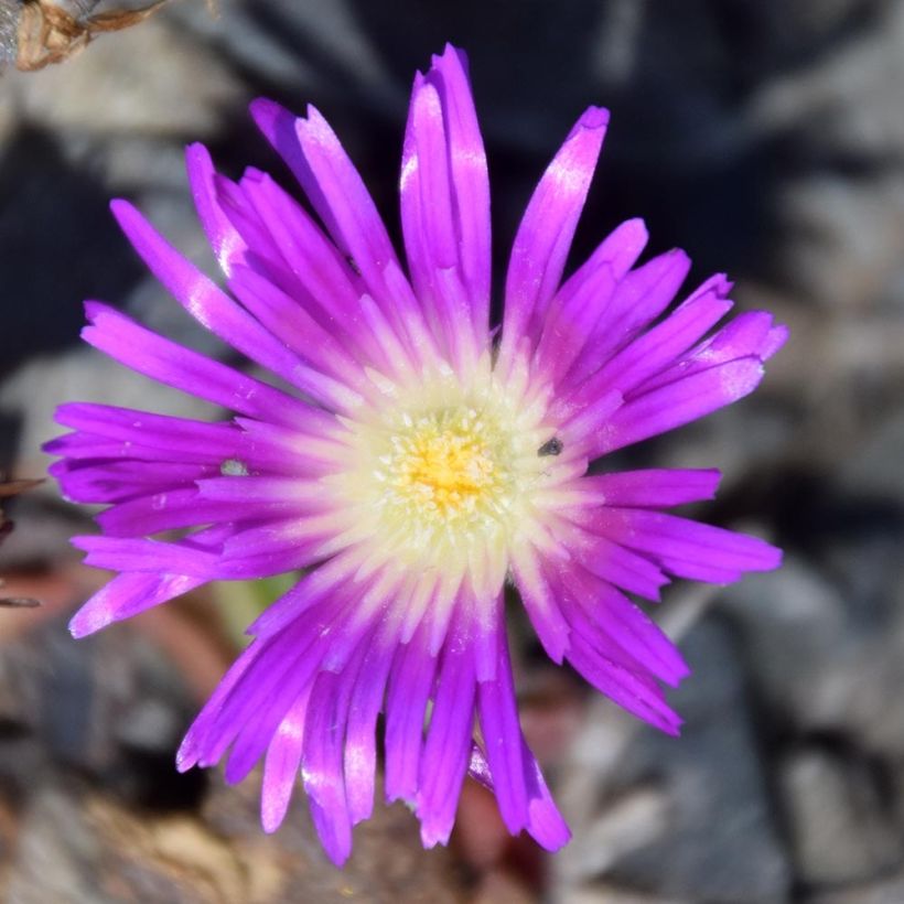 Punapiikkipäivikki - Delosperma sutherlandii (Kukinta)