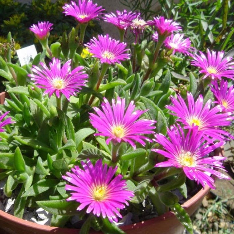 Punapiikkipäivikki - Delosperma sutherlandii (Kasvutapa)