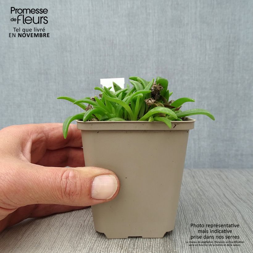 Esimerkki syksyllä toimitetusta Punapiikkipäivikki - Delosperma sutherlandii 8/9 cm taimiruukku-taimesta