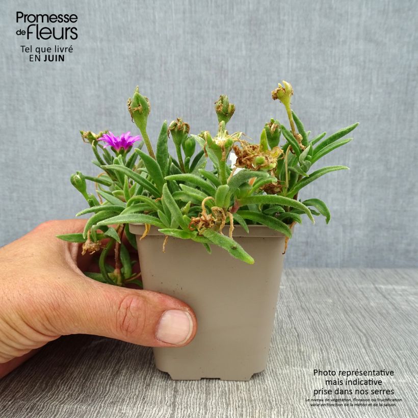 Esimerkki kesällä toimitetusta Punapiikkipäivikki - Delosperma sutherlandii Godet de 8/9 cm-taimesta