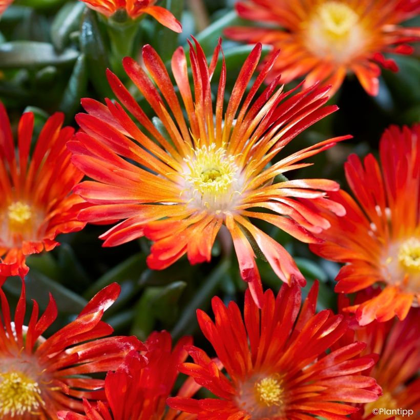 Piikkipäiviki Ocean Sunset Orange Vibe (Kukinta)