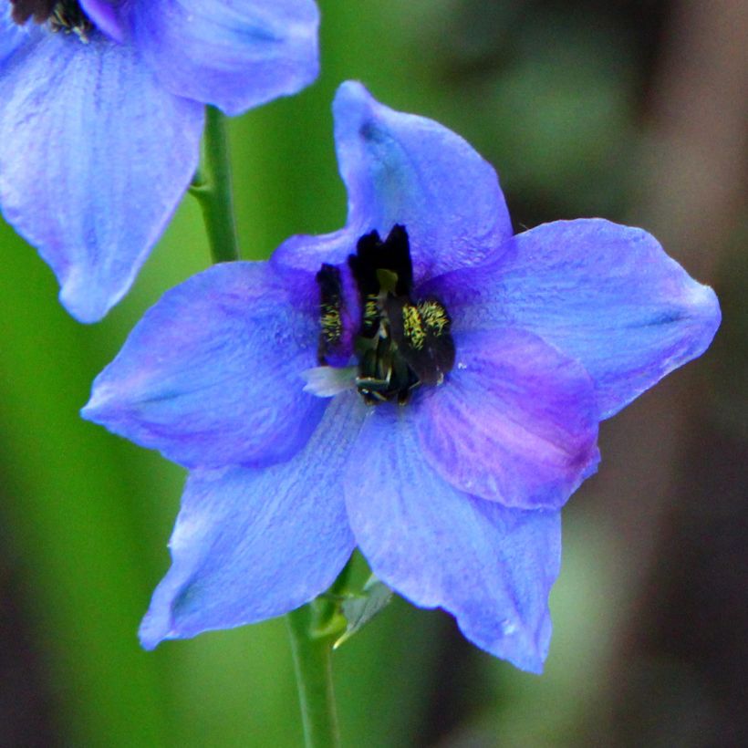 Tarharitarinkannus Blauwal (Kukinta)