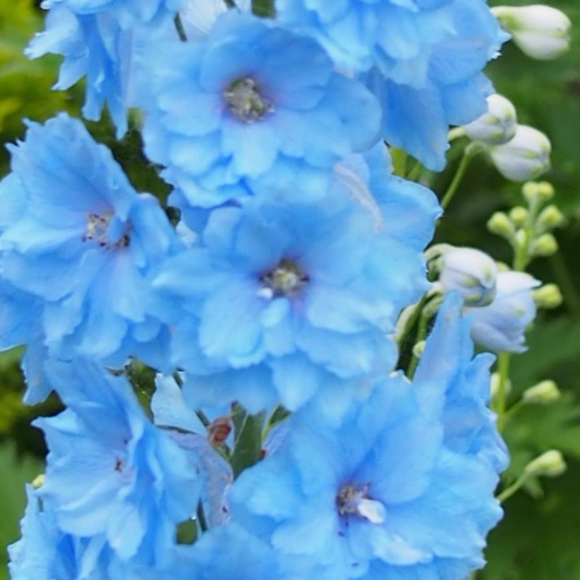 Tarharitarinkannus Blue Lace (Kukinta)