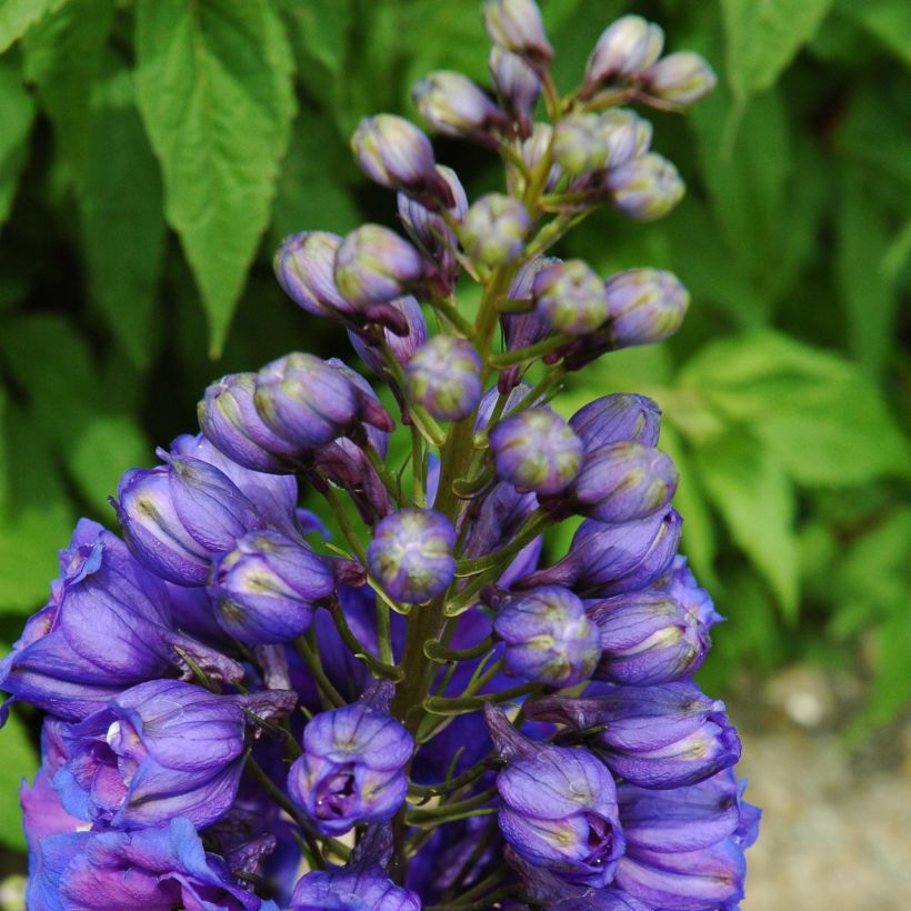 Tarharitarinkannus Blue Triumphator (Kasvutapa)