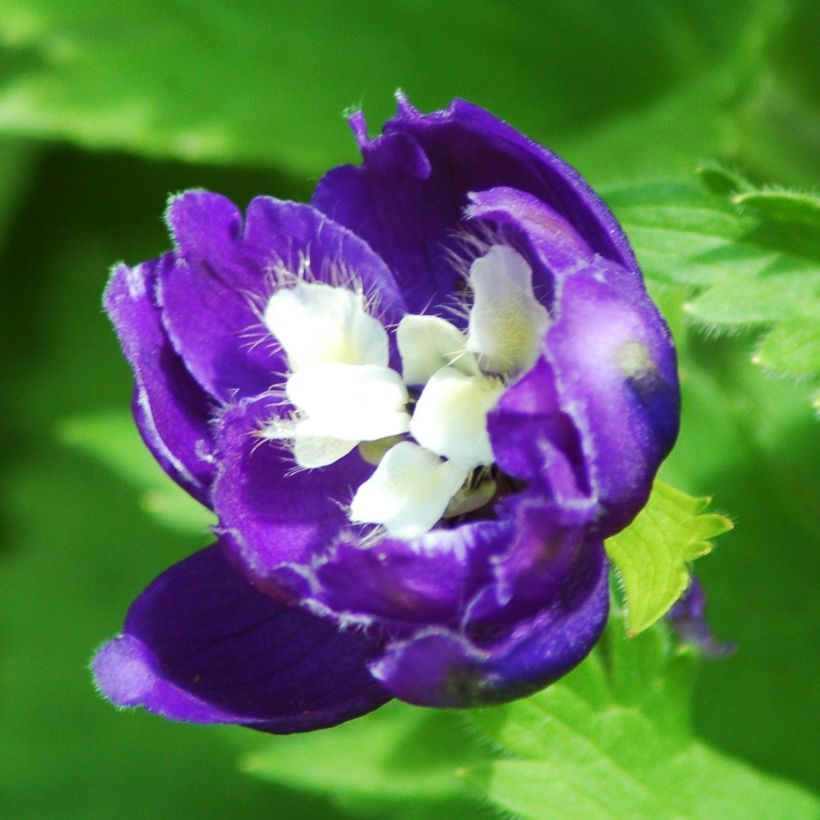 Tarharitarinkannus Christel (Kukinta)