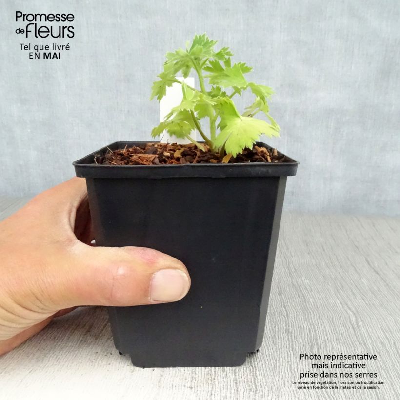 Esimerkki keväällä toimitetusta Tarharitarinkannus Crystal Delight Pot de 10 cm/11cm-taimesta
