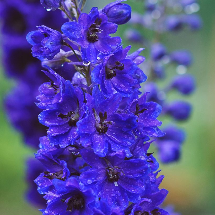 Tarharitarinkannus Magic Fountain Dark Blue-Black Bee (Kukinta)