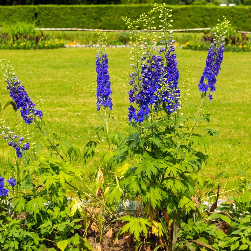 Tarharitarinkannus Magic Fountain Dark Blue-White Be (Kasvutapa)