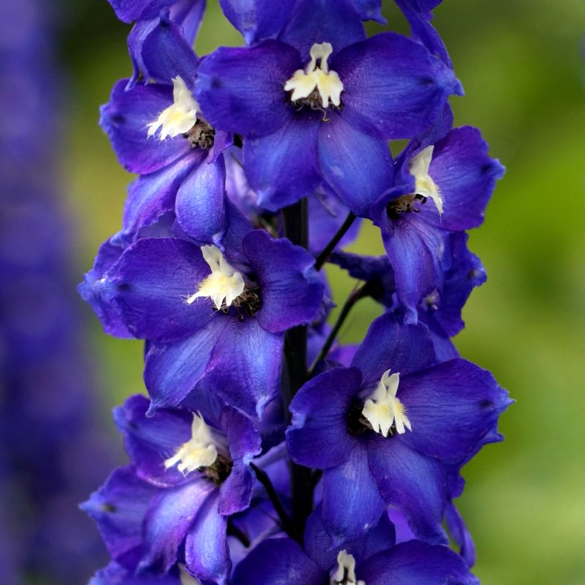 Tarharitarinkannus Magic Fountain Dark Blue-White Be (Kukinta)