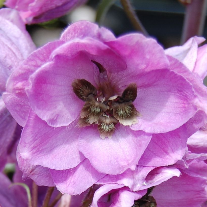 Tarharitarinkannus Dusky Maiden (Kukinta)