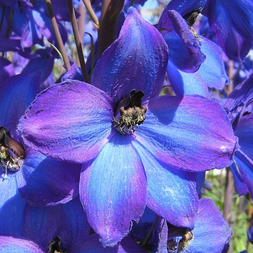 Tarharitarinkannus Delphinium F.W. Smith (Kukinta)
