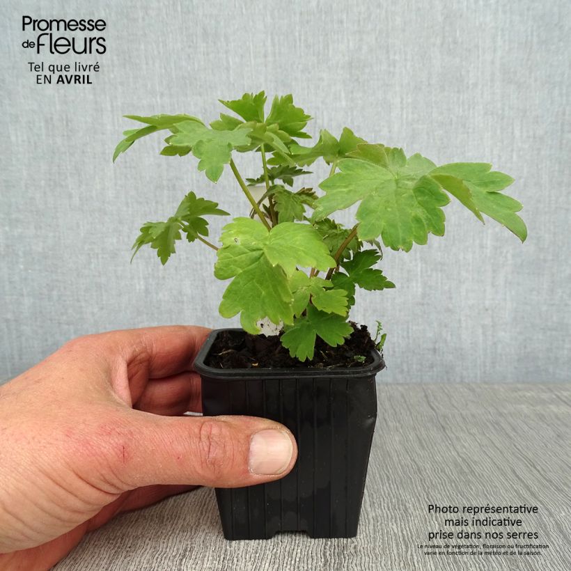 Esimerkki keväällä toimitetusta Ritarinkannus Highlander Cha Cha Taimiruukku 8/9 cm-taimesta