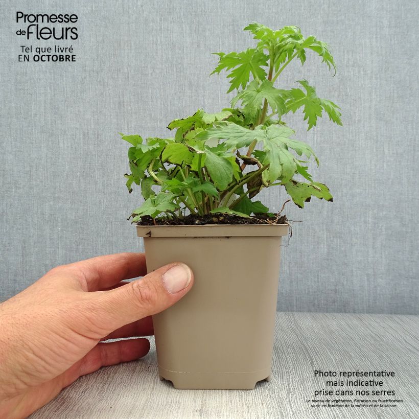 Esimerkki syksyllä toimitetusta Ritarinkannus Highlander Samba 8/9 cm taimiruukku-taimesta