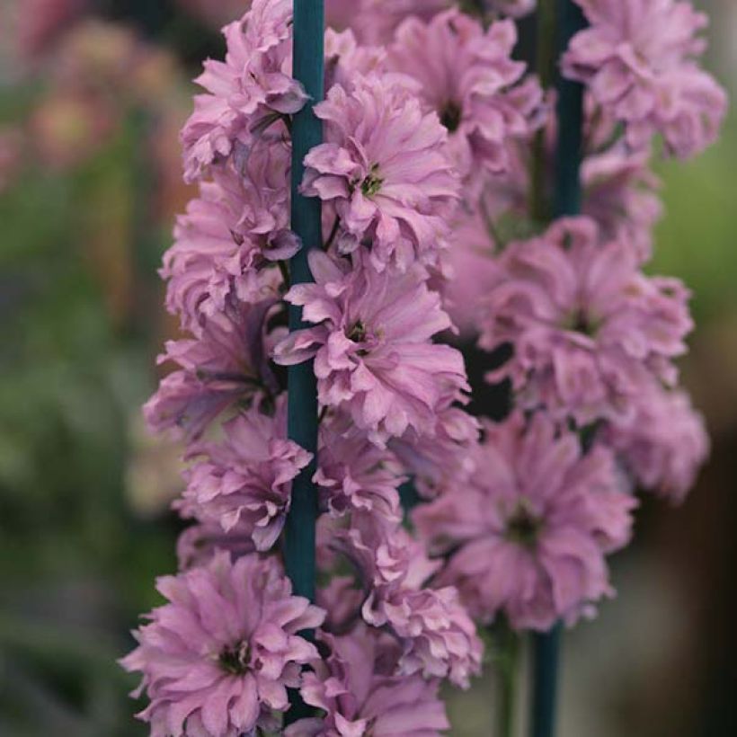 Ritarinkannus Highlander Flamenco (Kukinta)