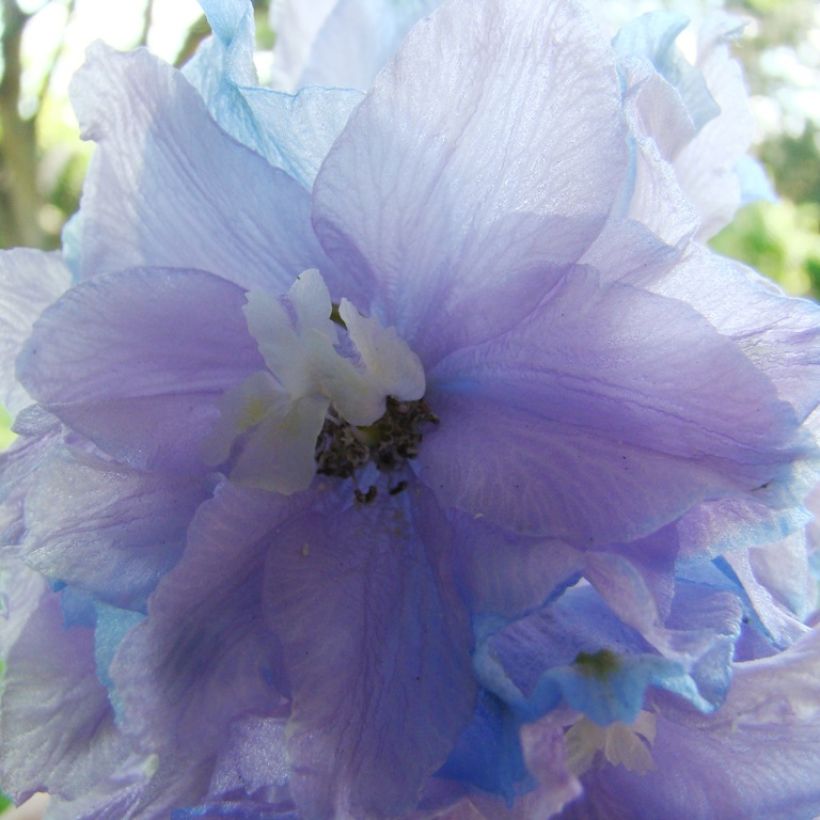 Tarharitarinkannus Misty Mauves (Kukinta)