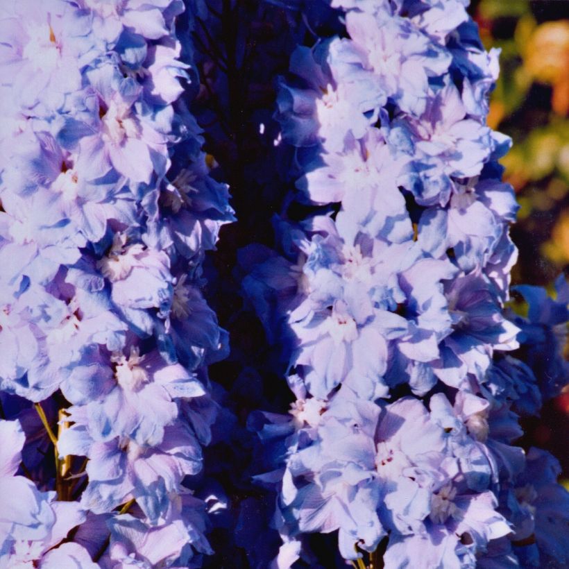 Tarharitarinkannus Misty Mauves (Kasvutapa)