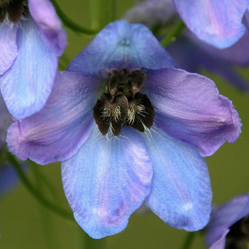 Jaloritarinkannus Mrs Newton Lees (Flowering)