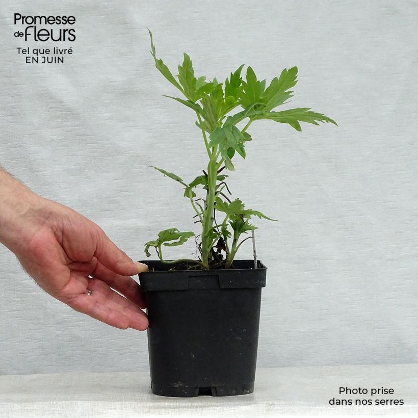 Esimerkki kesällä toimitetusta Tarharitarinkannus Black Knight Pot de 2L/3L-taimesta