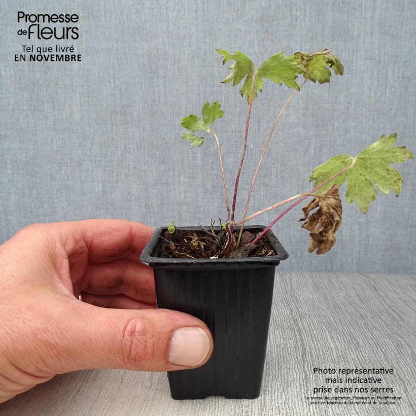 Esimerkki syksyllä toimitetusta Tarharitarinkannus Black Knight 7/8 cm taimiruukku-taimesta