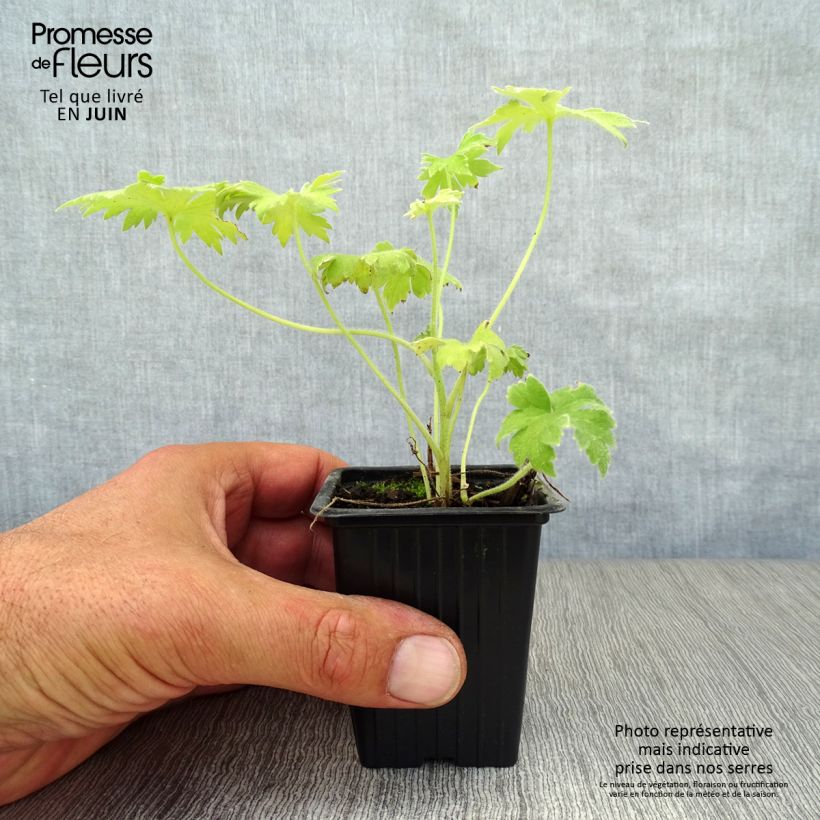 Esimerkki kesällä toimitetusta Tarharitarinkannus Galahad Godet de 7/8 cm-taimesta