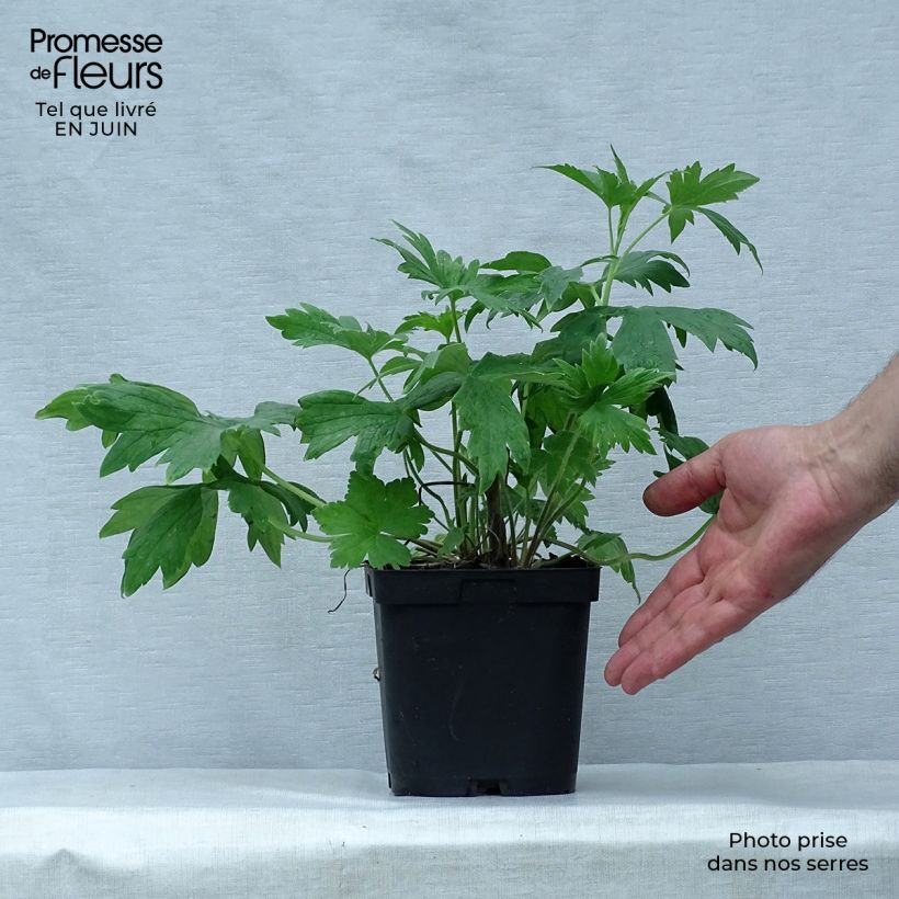 Esimerkki kesällä toimitetusta Tarharitarinkannus King Arthur Pot de 2L/3L-taimesta