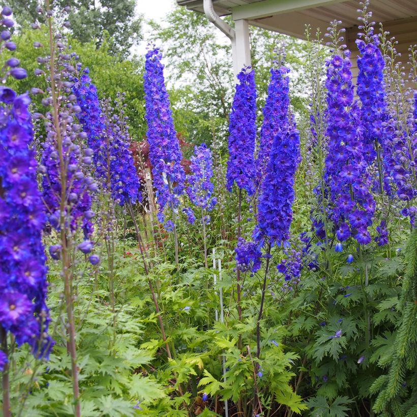 Ritarinkannus Pagan Purples (Kasvutapa)