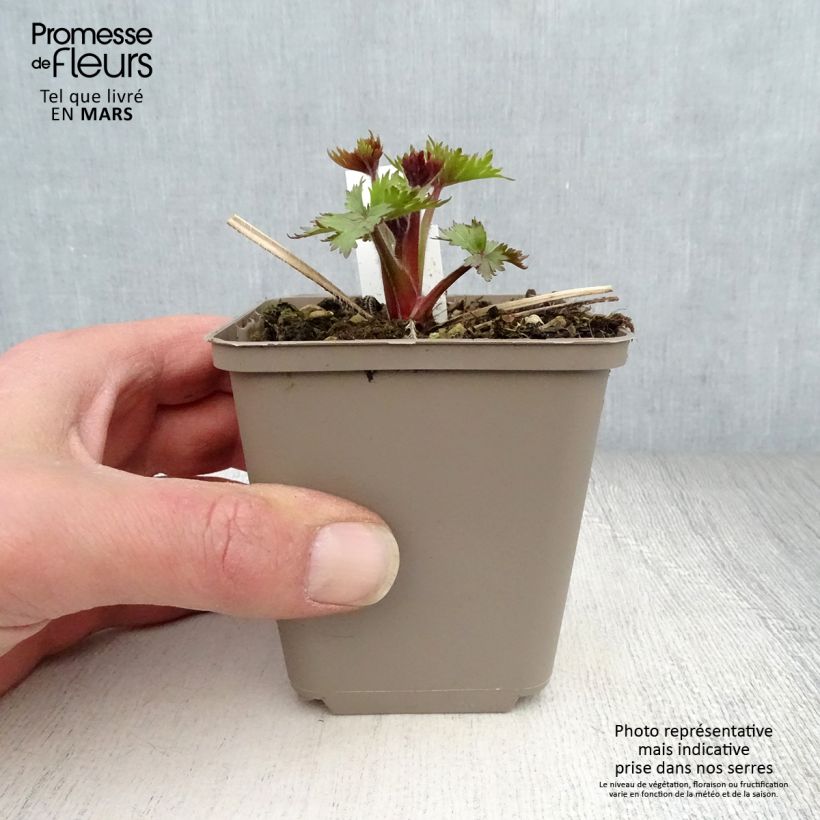 Esimerkki keväällä toimitetusta Ritarinkannus Pagan Purples Godet de 8/9 cm-taimesta