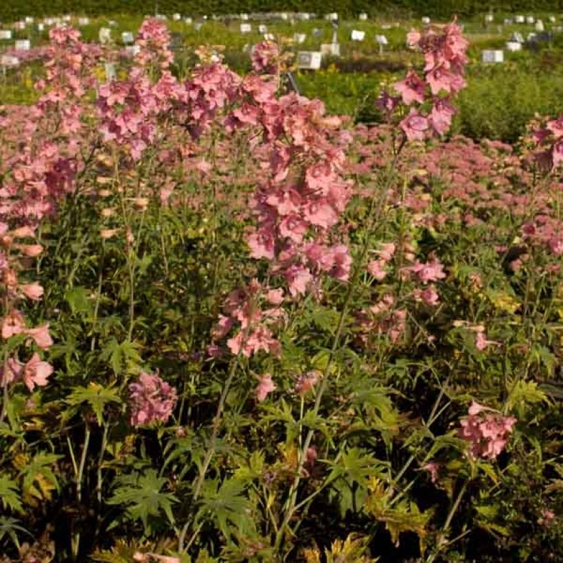 Ritarinkannus Pink Sensation (Kasvutapa)