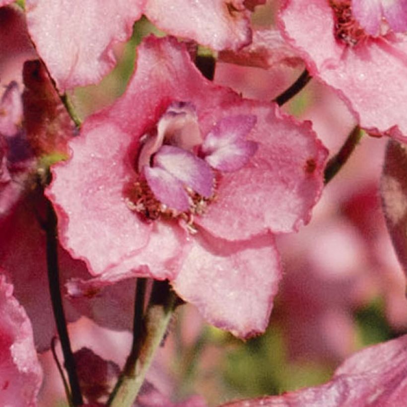 Ritarinkannus Pink Sensation (Kukinta)