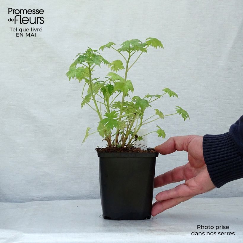 Esimerkki keväällä toimitetusta Ritarinkannus Pink Sensation Taimiruukku 8/9 cm-taimesta