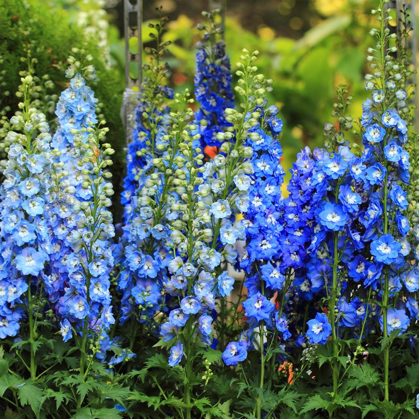 Tarharitarinkannus Magic Fountain Sky Blue-White Bee (Kasvutapa)
