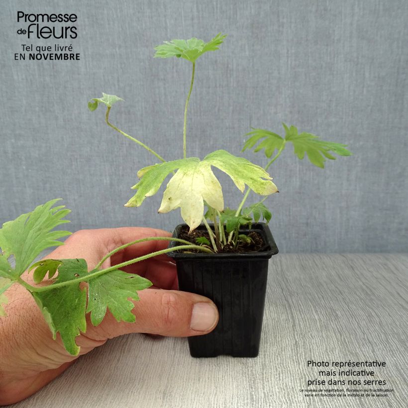 Esimerkki syksyllä toimitetusta Jaloritarinkannus Bellamosum 7/8 cm taimiruukku-taimesta