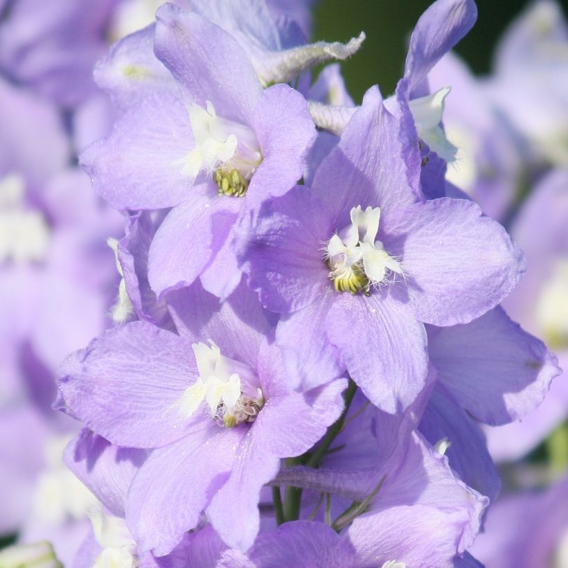 Jaloritarinkannus Delphinium belladonna Capri (Kukinta)