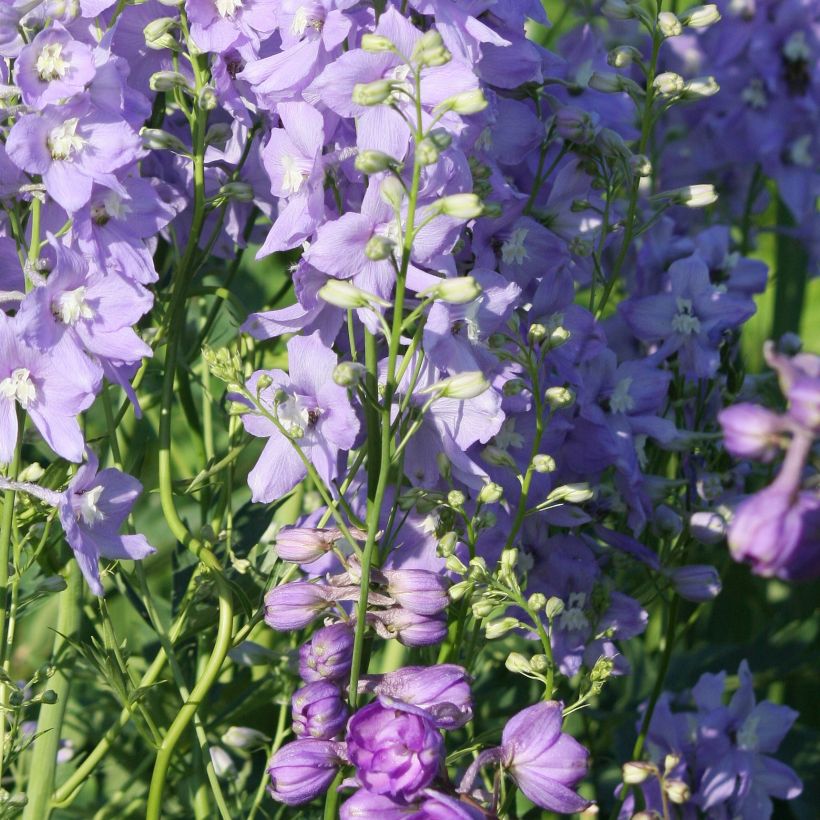 Jaloritarinkannus Delphinium belladonna Capri (Kasvutapa)