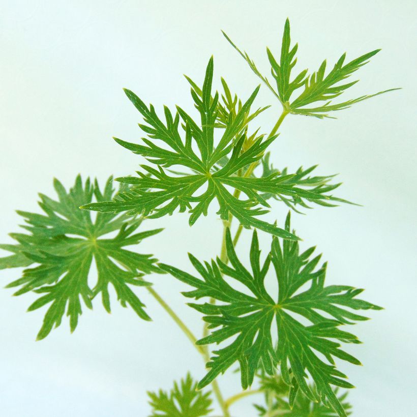 Jaloritarinkannus Cliveden Beauty (Lehvistö)