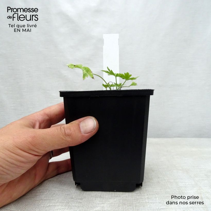 Esimerkki keväällä toimitetusta Jaloritarinkannus Moerheimii Godet de 8/9 cm-taimesta
