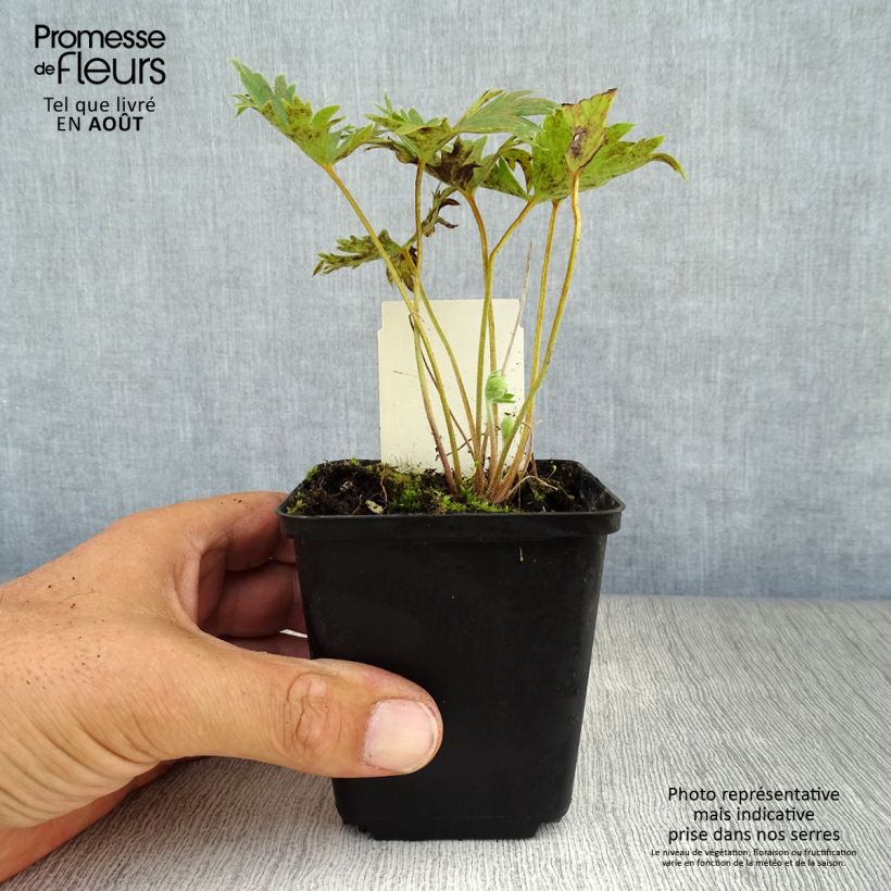 Esimerkki kesällä toimitetusta Jaloritarinkannus Piccolo Taimiruukku 8/9 cm-taimesta