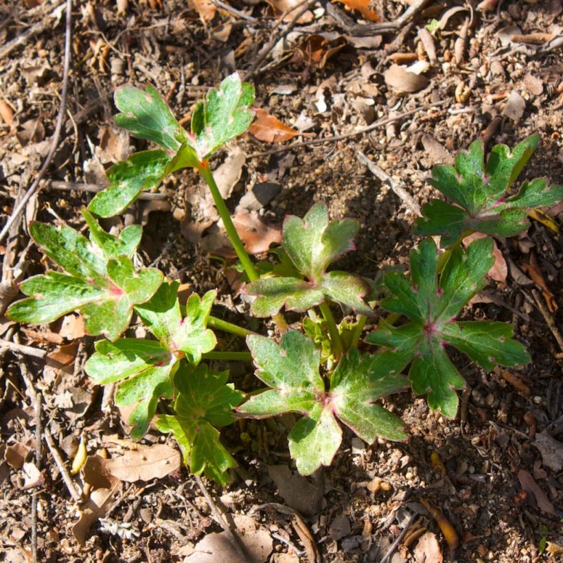 Tuliritarinkannus - Delphinium cardinale (Lehvistö)