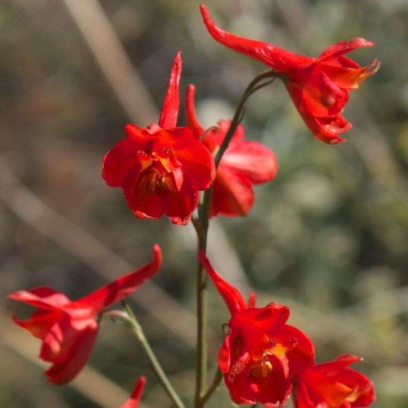 Tuliritarinkannus - Delphinium cardinale (Kukinta)