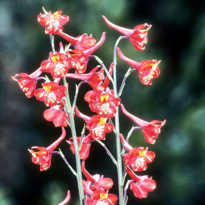 Tuliritarinkannus - Delphinium cardinale (Kasvutapa)