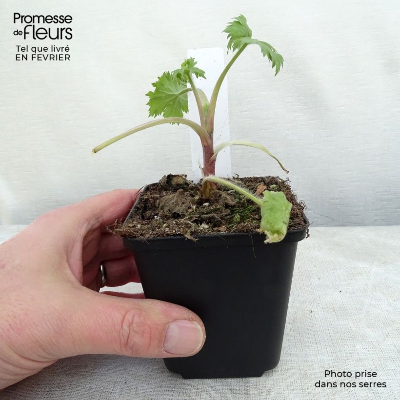 Esimerkki talvella toimitetusta Ritarinkannus Double Innocence Taimiruukku 8/9 cm-taimesta