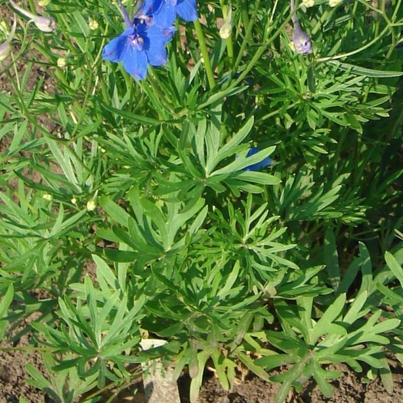 Kiinanritarinkannus Blauer Zwerg (Lehvistö)