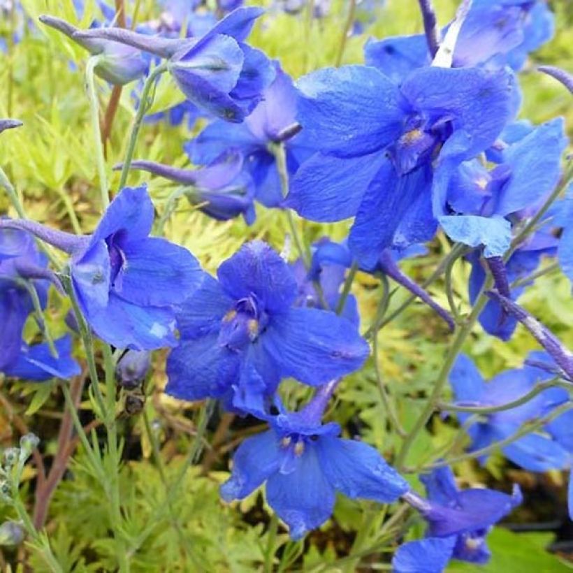 Kiinanritarinkannus Blauer Zwerg (Kukinta)