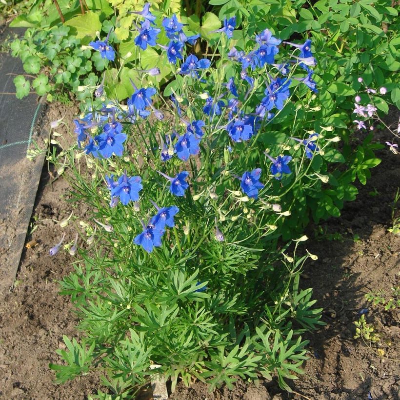 Kiinanritarinkannus Blauer Zwerg (Kasvutapa)