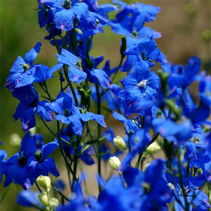Kiinanritarinkannus - Delphinium grandiflorum (Kukinta)